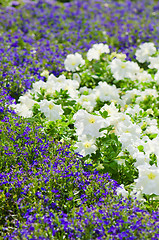 Image showing Background of multicolored flowers in summer  