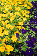 Image showing Background of multicolored flowers in summer  