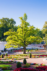Image showing Oak of times of Great Peter in park Kadriorg. Tallinn