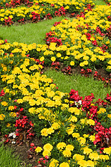 Image showing Background of multicolored flowers in summer  