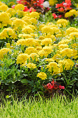 Image showing Background of multicolored flowers in summer  