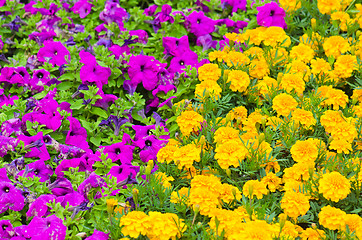 Image showing Background of multicolored flowers in summer  