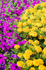 Image showing Background of multicolored flowers in summer  