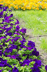 Image showing Background of multicolored flowers in summer  