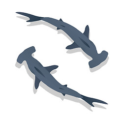 Image showing Hammer sharks