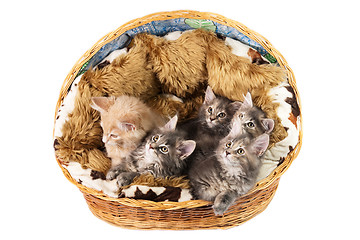 Image showing The Maine coon kittens