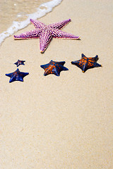 Image showing Starfishes