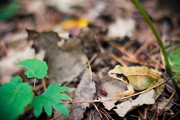 Image showing Wild frog