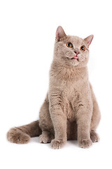 Image showing British Shorthaired Cat