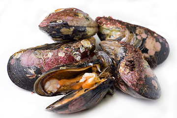 Image showing Mussels