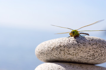 Image showing Dragonfly & stones