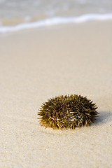 Image showing Sea Urchin