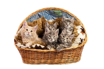 Image showing The Maine coon kittens