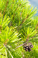 Image showing pine tree