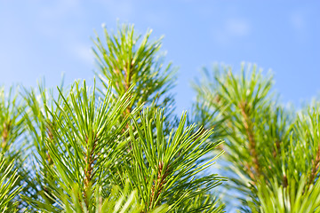 Image showing Christmas fir tree