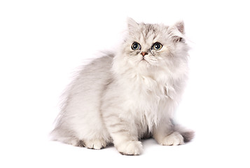 Image showing persian kitten