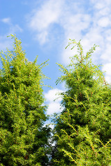 Image showing Christmas fir trees