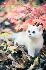 Image showing autumn & kitten