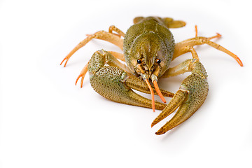 Image showing raw crawfish