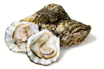 Image showing oysters