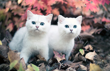 Image showing autumn & kittens