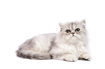 Image showing persian kitten