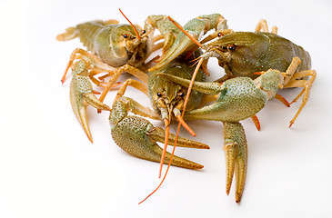 Image showing raw crawfishes