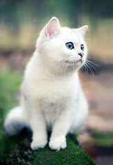 Image showing kitten in forest