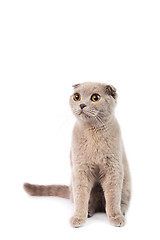 Image showing scottish fold cat