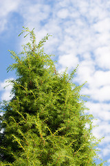 Image showing Christmas fir tree