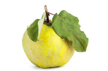 Image showing Quince fruit