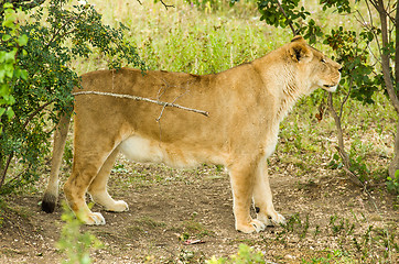 Image showing Lion female