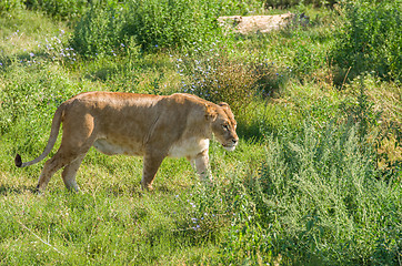 Image showing Liger walking