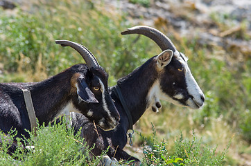 Image showing Two goats. Focus point on nearest animal