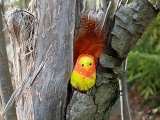 Image showing a chicken in the tree