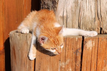 Image showing Red kitten