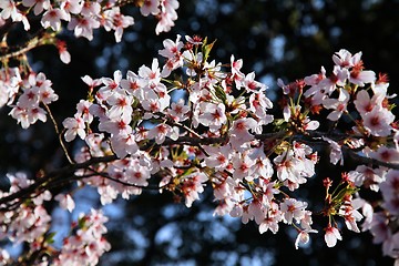 Image showing Cherry blossom