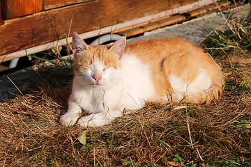 Image showing Red cat