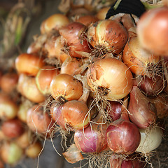 Image showing many yellow bulb onions
