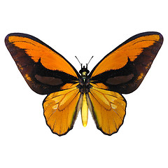 Image showing Birdwing Butterfly