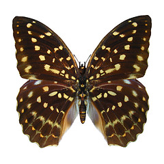 Image showing Speckled Hen Butterfly