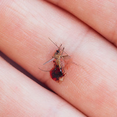 Image showing Dead mosquito with blood