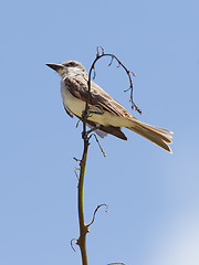 Image showing Grey Kingbird (Tyrannus dominicensis) 