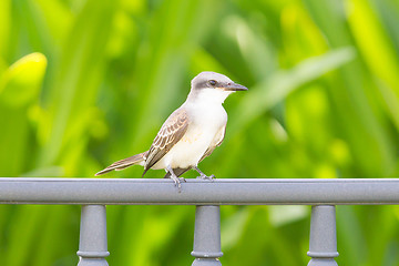 Image showing Grey Kingbird (Tyrannus dominicensis)