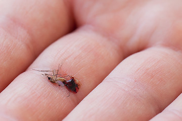Image showing Dead mosquito with blood