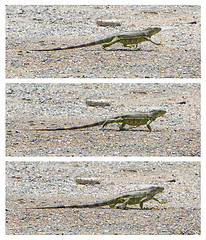 Image showing Green Iguana (Iguana iguana) walking