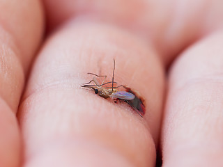 Image showing Dead mosquito with blood