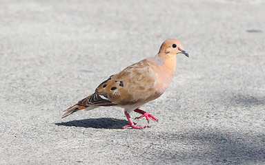 Image showing Red Turtle Dove (Streptopelia tranquebarica) 