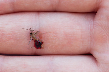 Image showing Dead mosquito with blood