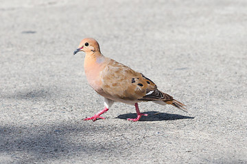 Image showing Red Turtle Dove (Streptopelia tranquebarica) 